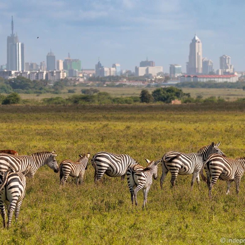 Gretchen tours Nairobi national park